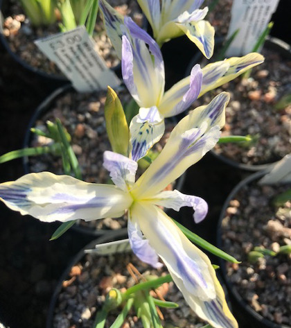 Iris reticulata 'Painted Lady' 
